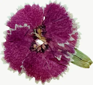 Pressed magenta rose flower, round PNG with transparent background, real photo cutout