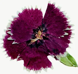 Pressed magenta rose flower, round, close-up PNG with transparent background, real photo cutout