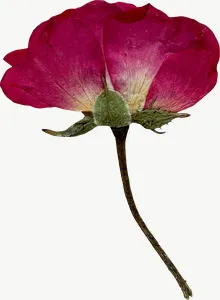 Pressed magenta rose flower, tall PNG with transparent background, real photo cutout