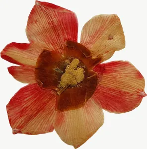 Pressed orange azalea flower, close-up PNG with transparent background, real photo cutout