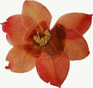 Pressed orange azalea flower, loosely framed PNG with transparent background, real photo cutout