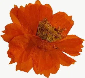 Pressed orange calendula flower, close-up PNG with transparent background, real photo cutout