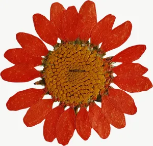 Pressed orange calendula flower, loosely framed PNG with transparent background, real photo cutout