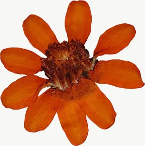 Pressed orange calendula flower, tall PNG with transparent background, real photo cutout