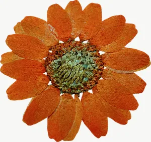 Pressed orange calendula flower, wide PNG with transparent background, real photo cutout