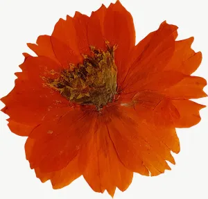 Pressed orange calendula flower, with stem PNG with transparent background, real photo cutout