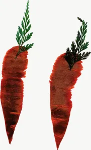 Pressed orange carrot flower, close-up PNG with transparent background, real photo cutout