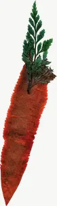 Pressed orange carrot flower, loosely framed PNG with transparent background, real photo cutout