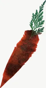 Pressed orange carrot flower, tall PNG with transparent background, real photo cutout