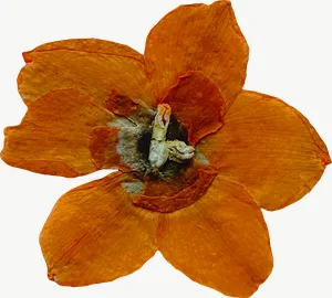 Pressed orange cosmos flower PNG with transparent background, real photo cutout