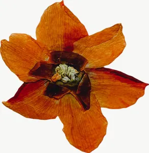 Pressed orange lily flower PNG with transparent background, real photo cutout