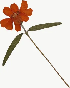 Pressed orange spray flower, round PNG with transparent background, real photo cutout