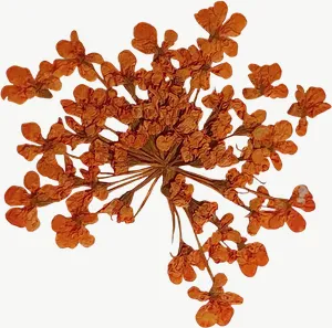 Pressed orange spray flower, close-up PNG with transparent background, real photo cutout
