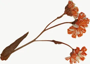 Pressed orange spray flower, wide PNG with transparent background, real photo cutout