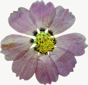 Pressed pink cosmos flower, close-up PNG with transparent background, real photo cutout
