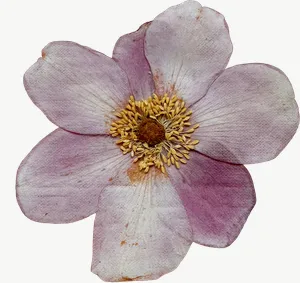 Pressed pink cosmos flower, loosely framed PNG with transparent background, real photo cutout