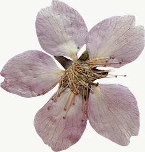 Pressed pink cosmos flower, tall PNG with transparent background, real photo cutout