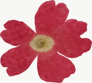 Pressed pink cosmos flower, vivid PNG with transparent background, real photo cutout