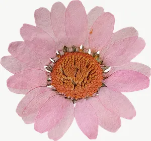 Pressed pink cosmos flower, wide PNG with transparent background, real photo cutout