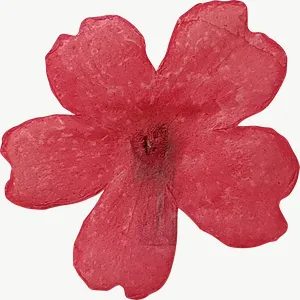 Pressed pink cosmos flower, with stem PNG with transparent background, real photo cutout