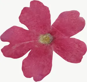 Pressed pink cosmos flower, left-facing PNG with transparent background, real photo cutout