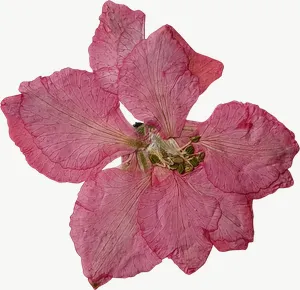 Pressed pink cosmos flower, right-facing PNG with transparent background, real photo cutout