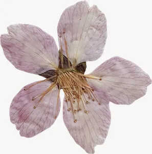 Pressed pink cosmos flower, pale PNG with transparent background, real photo cutout