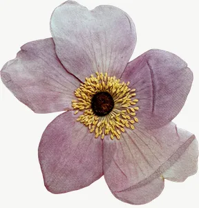 Pressed pink cosmos flower, deep tone PNG with transparent background, real photo cutout