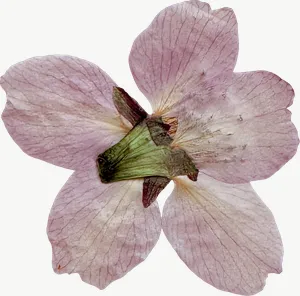 Pressed pink cosmos flower, high bloom PNG with transparent background, real photo cutout