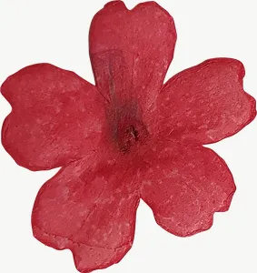 Pressed pink cosmos flower, low bloom PNG with transparent background, real photo cutout