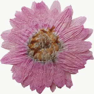 Pressed pink daisy flower, round PNG with transparent background, real photo cutout