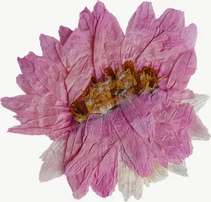 Pressed pink daisy flower, round, close-up PNG with transparent background, real photo cutout