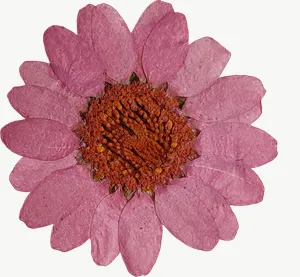 Pressed pink daisy flower, round, close-up, vivid PNG with transparent background, real photo cutout