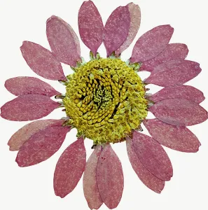 Pressed pink daisy flower, close-up PNG with transparent background, real photo cutout