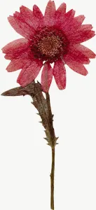 Pressed pink daisy flower, tall PNG with transparent background, real photo cutout