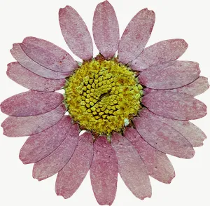 Pressed pink daisy flower, loosely framed PNG with transparent background, real photo cutout