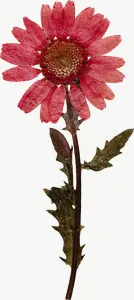 Pressed pink daisy flower, tall, high bloom PNG with transparent background, real photo cutout