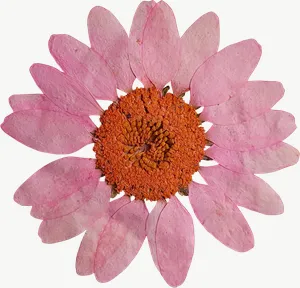 Pressed pink daisy flower, wide PNG with transparent background, real photo cutout