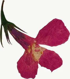 Pressed pink petunia flower PNG with transparent background, real photo cutout