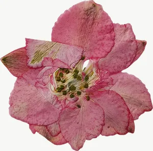 Pressed pink rose flower, close-up PNG with transparent background, real photo cutout