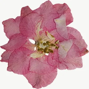 Pressed pink rose flower, loosely framed PNG with transparent background, real photo cutout