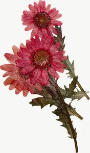 Pressed pink spray flower, close-up PNG with transparent background, real photo cutout