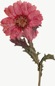 Pressed pink spray flower, high bloom PNG with transparent background, real photo cutout