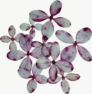 Pressed pink sweet pea flower, round PNG with transparent background, real photo cutout
