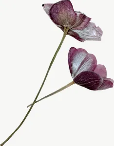 Pressed pink sweet pea flower, round, loosely framed PNG with transparent background, real photo cutout