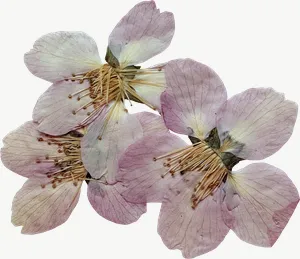 Pressed pink sweet pea flower, round, close-up PNG with transparent background, real photo cutout