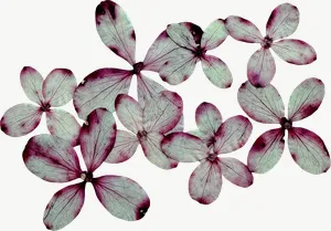 Pressed pink sweet pea flower, wide PNG with transparent background, real photo cutout