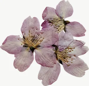 Pressed pink sweet pea flower, close-up PNG with transparent background, real photo cutout