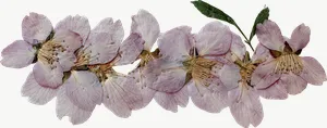 Pressed pink sweet pea flower, wide, close-up PNG with transparent background, real photo cutout