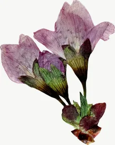 Pressed pink sweet pea flower, loosely framed PNG with transparent background, real photo cutout